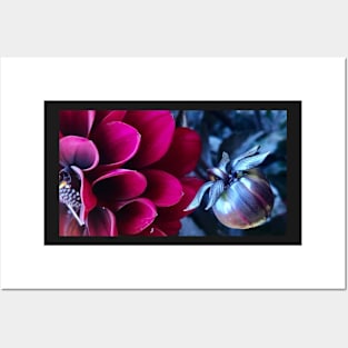 Magenta Dahlia Blossom and Bud Posters and Art